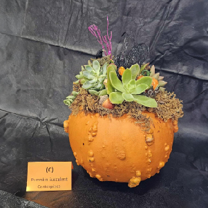 C - Pumpkin Succulent Centerpiece